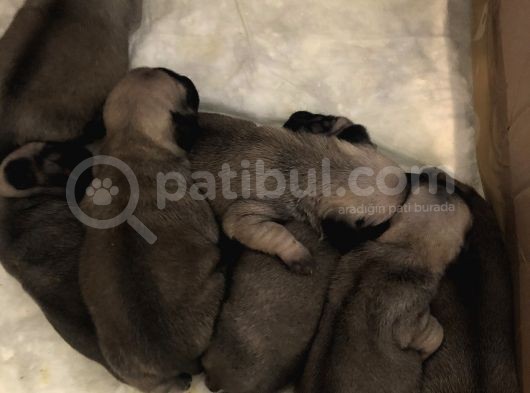 Safkan Pug Evde Doğumlu görsel