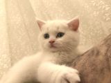 Beyaz Safkan British Shorthair