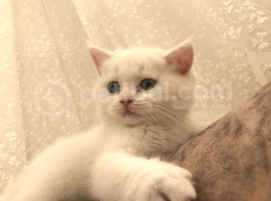 Beyaz Safkan British Shorthair görsel