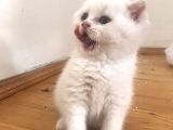 Beyaz Safkan British Shorthair