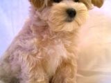 Süper Kali̇te Malti̇poo Bebek