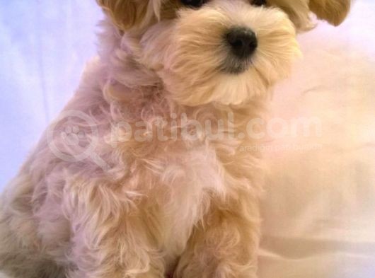 Süper Kali̇te Malti̇poo Bebek