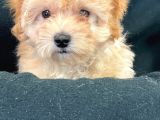 Pasaportlu Malti̇poo Yavrularimiz