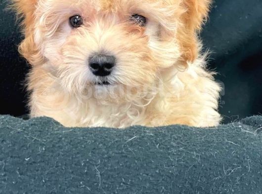 Pasaportlu Malti̇poo Yavrularimiz