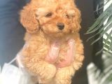Toy Poodle Pasaportlu Garanti̇li̇ Yavrularimiz