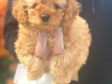 Toy Poodle Pasaportlu Garanti̇li̇ Yavrularimiz