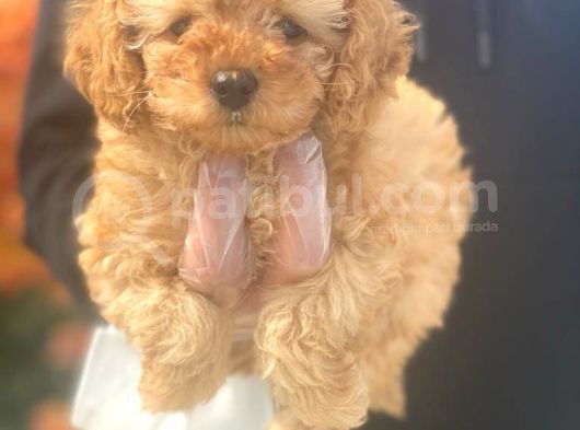Toy Poodle Pasaportlu Garanti̇li̇ Yavrularimiz