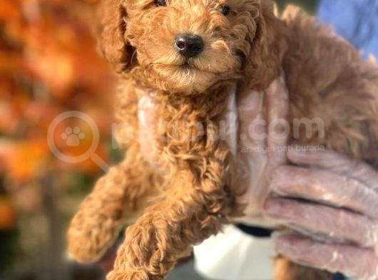 Pasaportlu Poodle Toy Yavrularimiz
