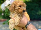 A Kali̇te Poodle Yavrularimiz