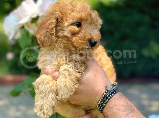 A Kali̇te Poodle Yavrularimiz görsel