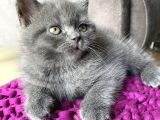 Scottish Straight Ve British Shorthair Golden Erkek Yavrular