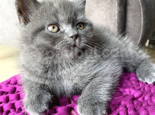 Scottish Straight Ve British Shorthair Golden Erkek Yavrular görsel