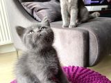 Scottish Straight Ve British Shorthair Golden Erkek Yavrular