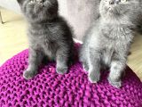 Scottish Straight Ve British Shorthair Golden Erkek Yavrular