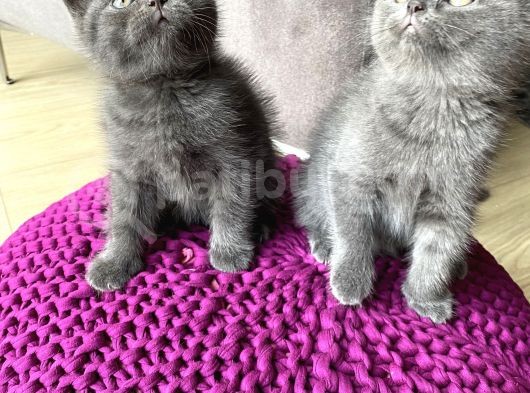 Scottish Straight Ve British Shorthair Golden Erkek Yavrular görsel