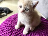 Scottish Straight Ve British Shorthair Golden Erkek Yavrular