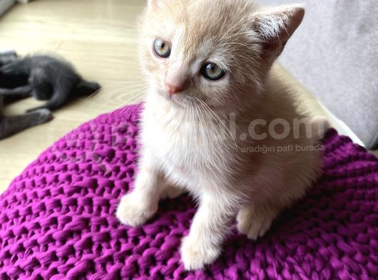 Scottish Straight Ve British Shorthair Golden Erkek Yavrular görsel