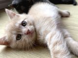 Scottish Straight Ve British Shorthair Golden Erkek Yavrular