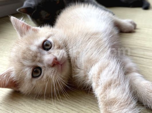 Scottish Straight Ve British Shorthair Golden Erkek Yavrular görsel