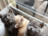 Scottish Straight Ve British Shorthair Golden Erkek Yavrular