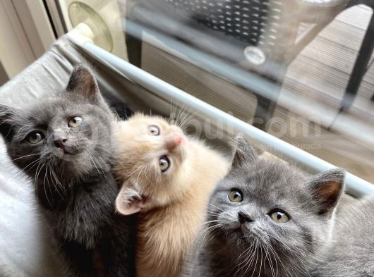 Scottish Straight Ve British Shorthair Golden Erkek Yavrular