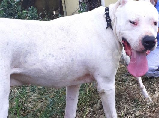 Kalitenin Tek Adresi Dogo Argentino Yavrular görsel
