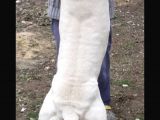 Kalitenin Tek Adresi Dogo Argentino Yavrular