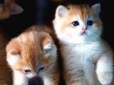 Golden British Shorthair