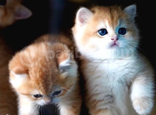 Golden British Shorthair görsel
