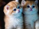Golden British Shorthair
