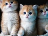 Golden British Shorthair
