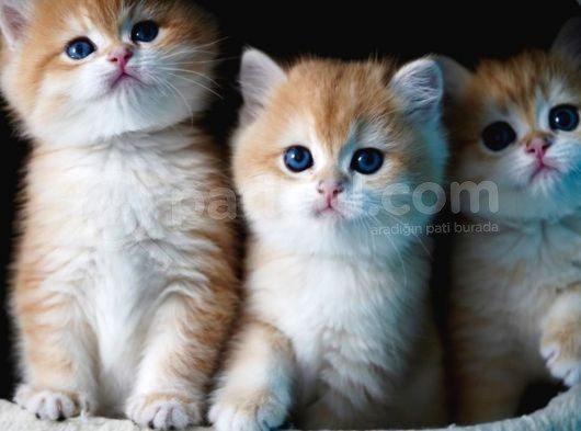 Golden British Shorthair
