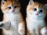 Golden British Shorthair