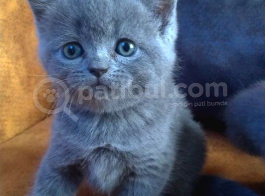 Safkan Irk Britihs Shorthair&Scottish Fold Bebişler