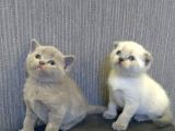 Safkan Irk Britihs Shorthair&Scottish Fold Bebişler