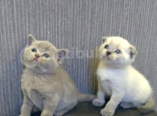 Safkan Irk Britihs Shorthair&Scottish Fold Bebişler görsel