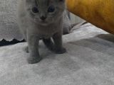 Safkan Irk Britihs Shorthair&Scottish Fold Bebişler