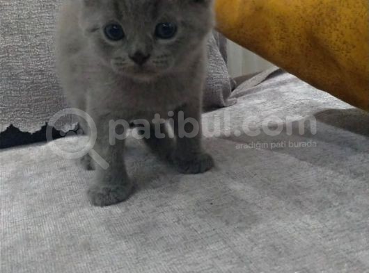 Safkan Irk Britihs Shorthair&Scottish Fold Bebişler görsel