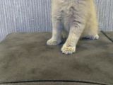 Safkan Irk Britihs Shorthair&Scottish Fold Bebişler