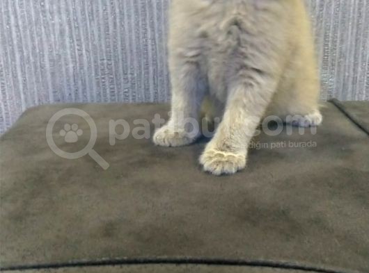 Safkan Irk Britihs Shorthair&Scottish Fold Bebişler görsel