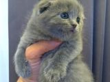 Safkan Irk Britihs Shorthair&Scottish Fold Bebişler