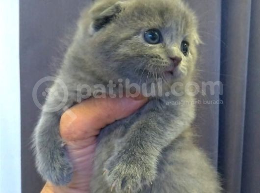 Safkan Irk Britihs Shorthair&Scottish Fold Bebişler görsel