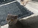 Safkan Irk Britihs Shorthair&Scottish Fold Bebişler
