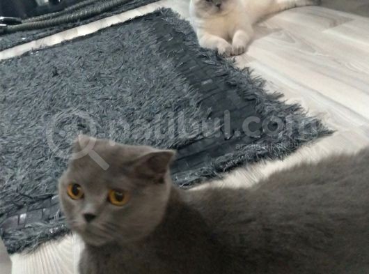Safkan Irk Britihs Shorthair&Scottish Fold Bebişler görsel