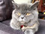 Scottish Straight Ve British Shorthair Golden Erkek Yavrular