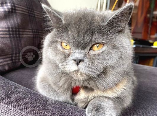 Scottish Straight Ve British Shorthair Golden Erkek Yavrular görsel