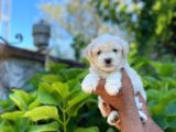 Tatli Maltese Terri̇er