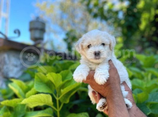 Tatli Maltese Terri̇er görsel