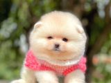 Teddy Ayıcık Sevimli Boo Pomeranian