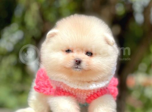 Teddy Ayıcık Sevimli Boo Pomeranian görsel
